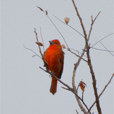 Vermilion Flycatcher (2)